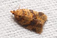 Epagoge grotiana