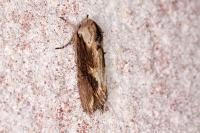 Egira conspicillaris