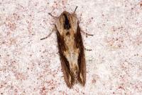 Egira conspicillaris
