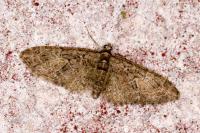Eupithecia abbreviata