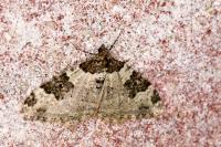 Xanthorhoe fluctuata