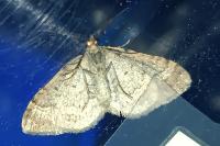 Xanthorhoe ferrugata/spadicearia