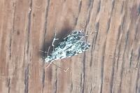 Nemapogon granellus