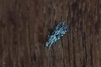 Nemapogon granellus