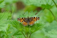 Araschnia levana