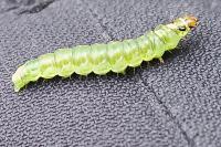 Ptycholoma lecheana