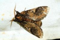 Notodonta tritophus