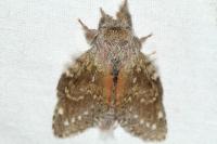 Stauropus fagi
