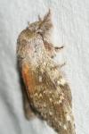 Stauropus fagi