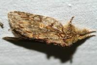 Peridea anceps