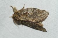 Peridea anceps