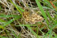 Ematurga atomaria