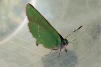 Callophrys rubi