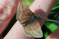 Erynnis tages