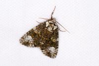 Craniophora ligustri