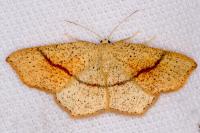 Cyclophora punctaria