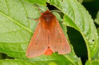 Phragmatobia fuliginosa