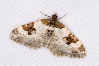Xanthorhoe fluctuata