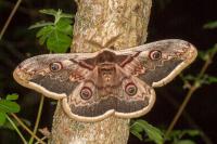 Saturnia pyri