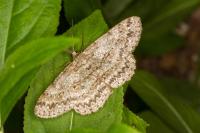 Ectropis crepuscularia