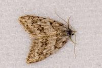 Nola cicatricalis