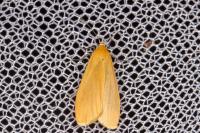 Wittia sororcula