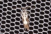 Ethmia quadrillella