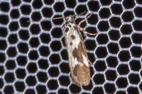 Ethmia quadrillella