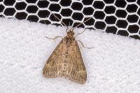 Pyrausta despicata
