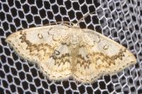 Cyclophora annularia