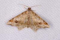 Macaria alternata
