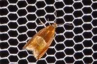 Ancylis mitterbacheriana