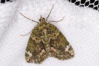 Chloroclysta siterata