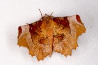 Selenia lunularia