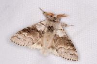 Calliteara pudibunda