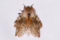 Stauropus fagi