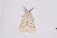 Spilosoma lubricipeda