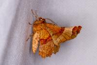 Selenia lunularia