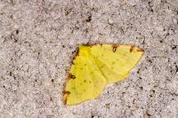 Opisthograptis luteolata