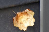 Selenia lunularia