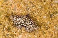 Chiasmia clathrata