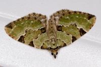 Colostygia pectinataria