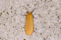 Wittia sororcula