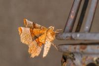 Selenia lunularia