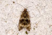 Celypha lacunana
