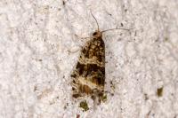 Celypha lacunana