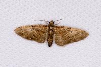Eupithecia abbreviata