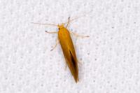 Crassa tinctella