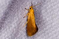 Crassa tinctella