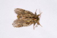 Peridea anceps